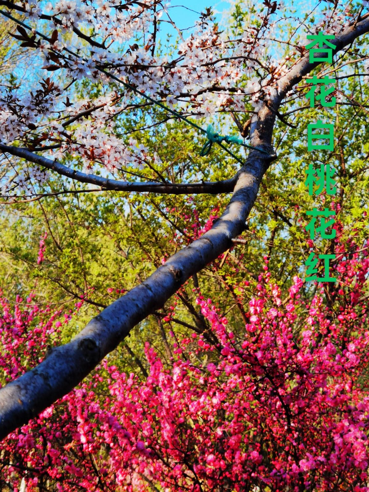 富錦市老科協朱富昌:杏花白桃花紅.jpg 富錦市老科協朱富昌:杏花白桃花紅.jpg