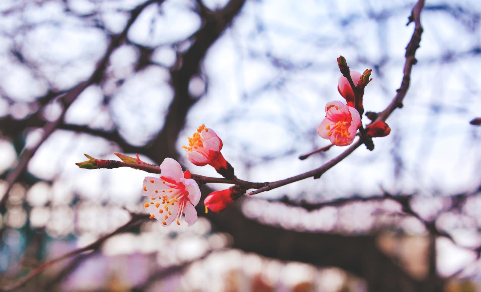 富錦市老科協曹東升:一枝獨秀.jpg 富錦市老科協曹東升:一枝獨秀.jpg