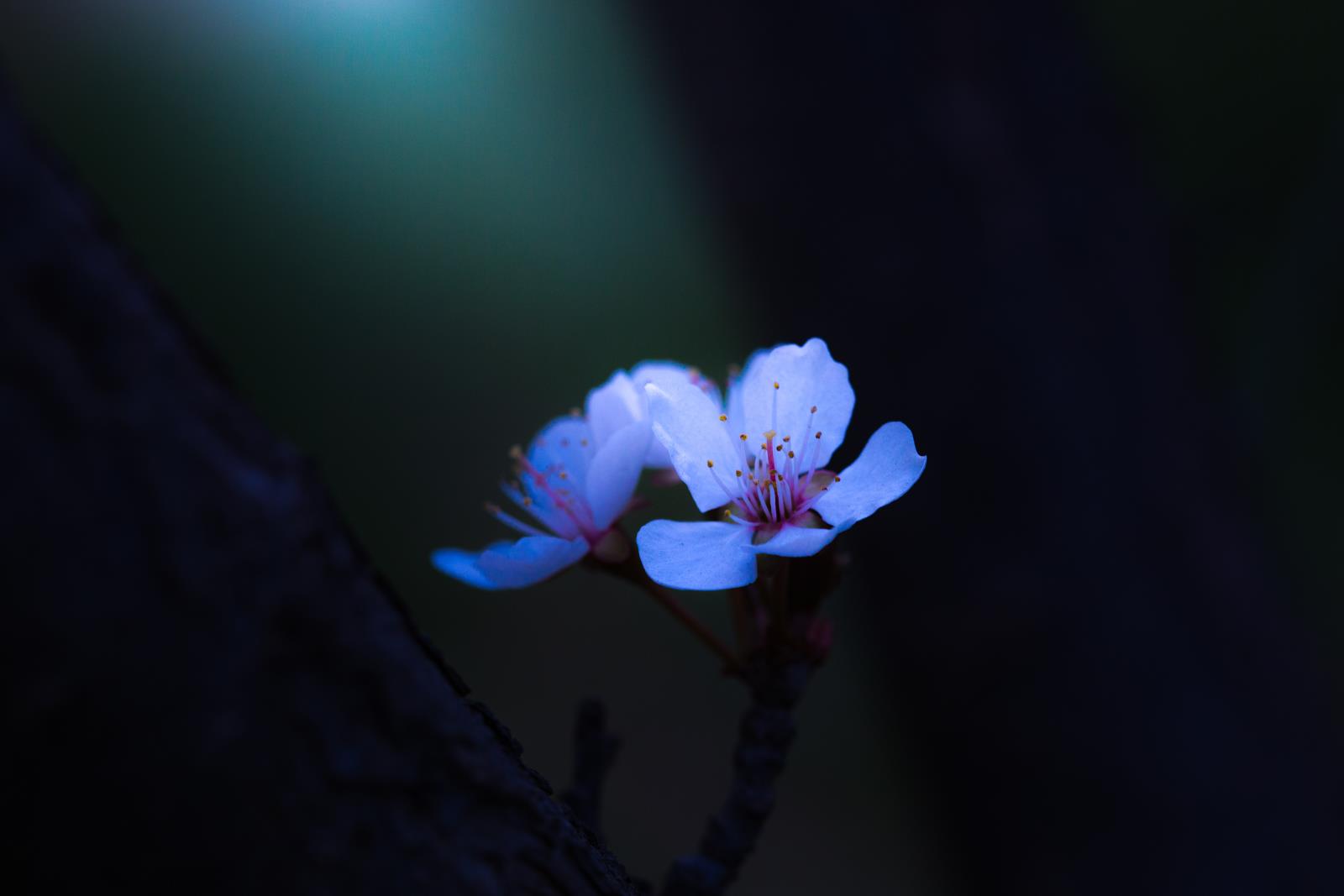 花香芬芳.jpg
